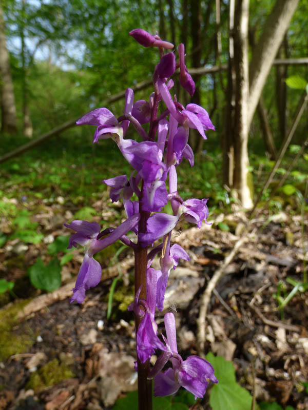 Orchis mascula 'purpurea'